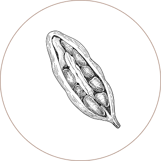Cardamom