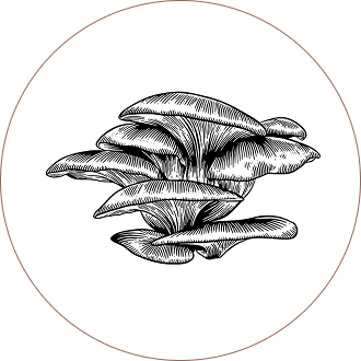 Chaga Mushrooms