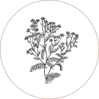 Chamomile