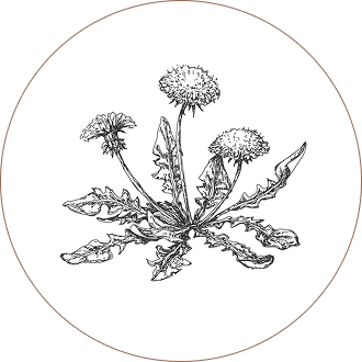 Dandelion Root