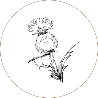 Milk Thistle Seed