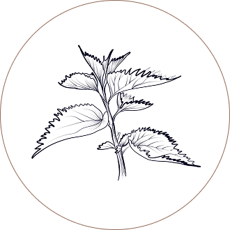Nettle Leaf