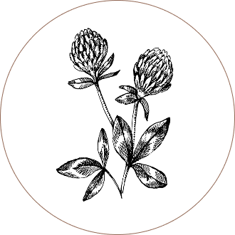 Red Clover
