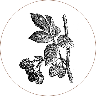 Red Raspberry Leaf