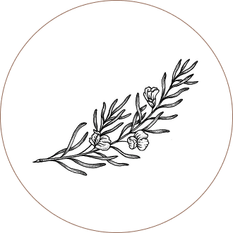 Rooibos