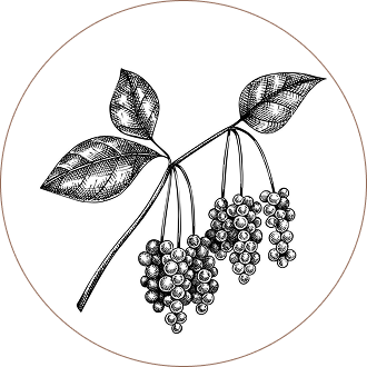 Schisandra Berries