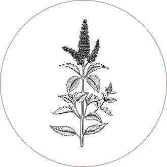 Tulsi Leaf (Holy Basil)